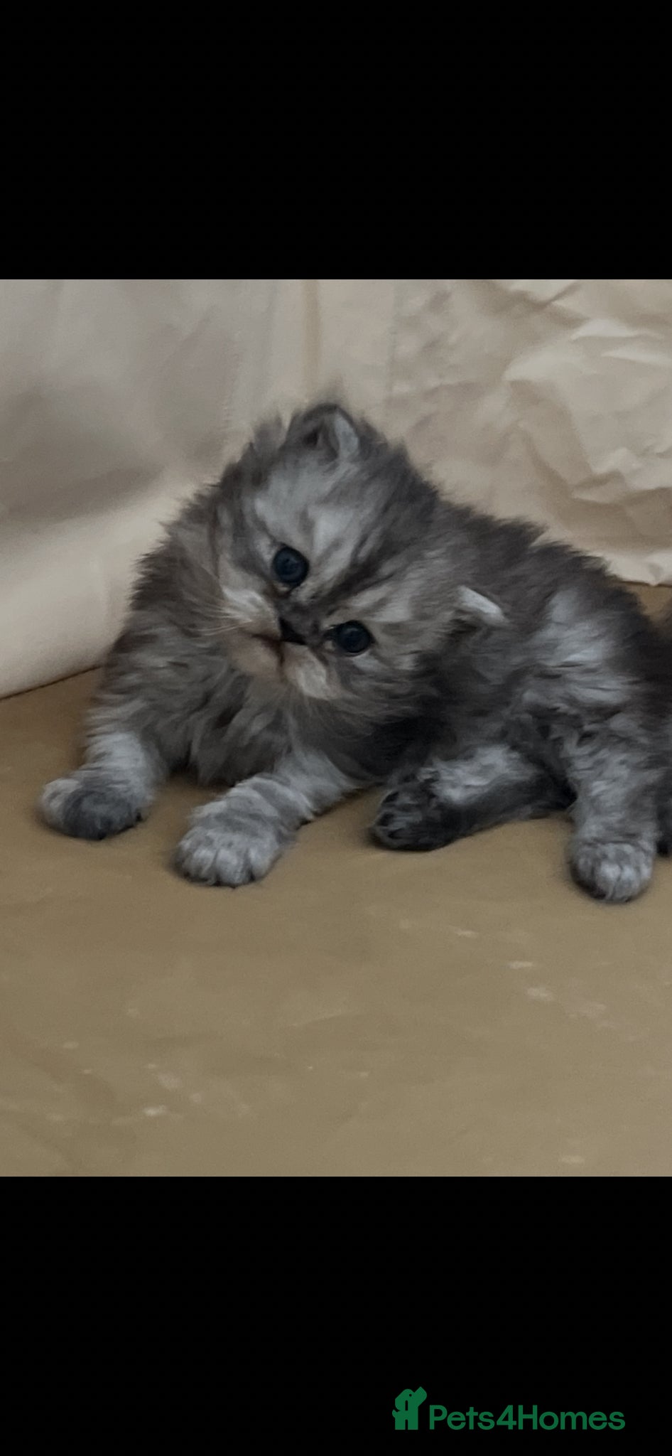 Persian cats Pure persion kittens 1 female left - Advert 6