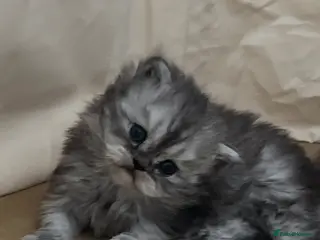 Persian cats Pure persion kittens 1 female left - Advert 6