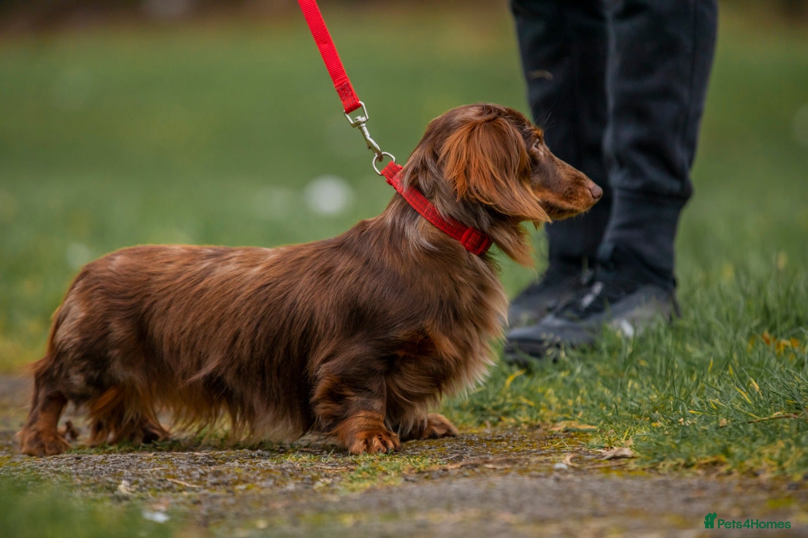 Dachshund dogs Beautiful longhair stud pups available  in Swansea - Advert 5