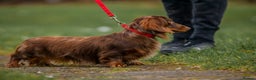 Dachshund dogs for stud: Beautiful longhair stud pups available  in Swansea - Advert 1