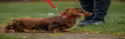 Dachshund dogs for stud: Beautiful longhair stud pups available  in Swansea - Advert 1