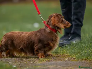 Dachshund dogs Beautiful longhair stud pups available - Advert 8