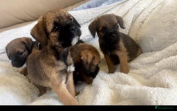 Border Terrier dogs for sale: Border terrier puppies  - Image 7