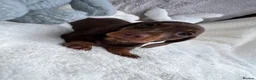 Dachshund dogs for sale: 4 beautiful miniature Dachshund  in Longfield - Advert 15