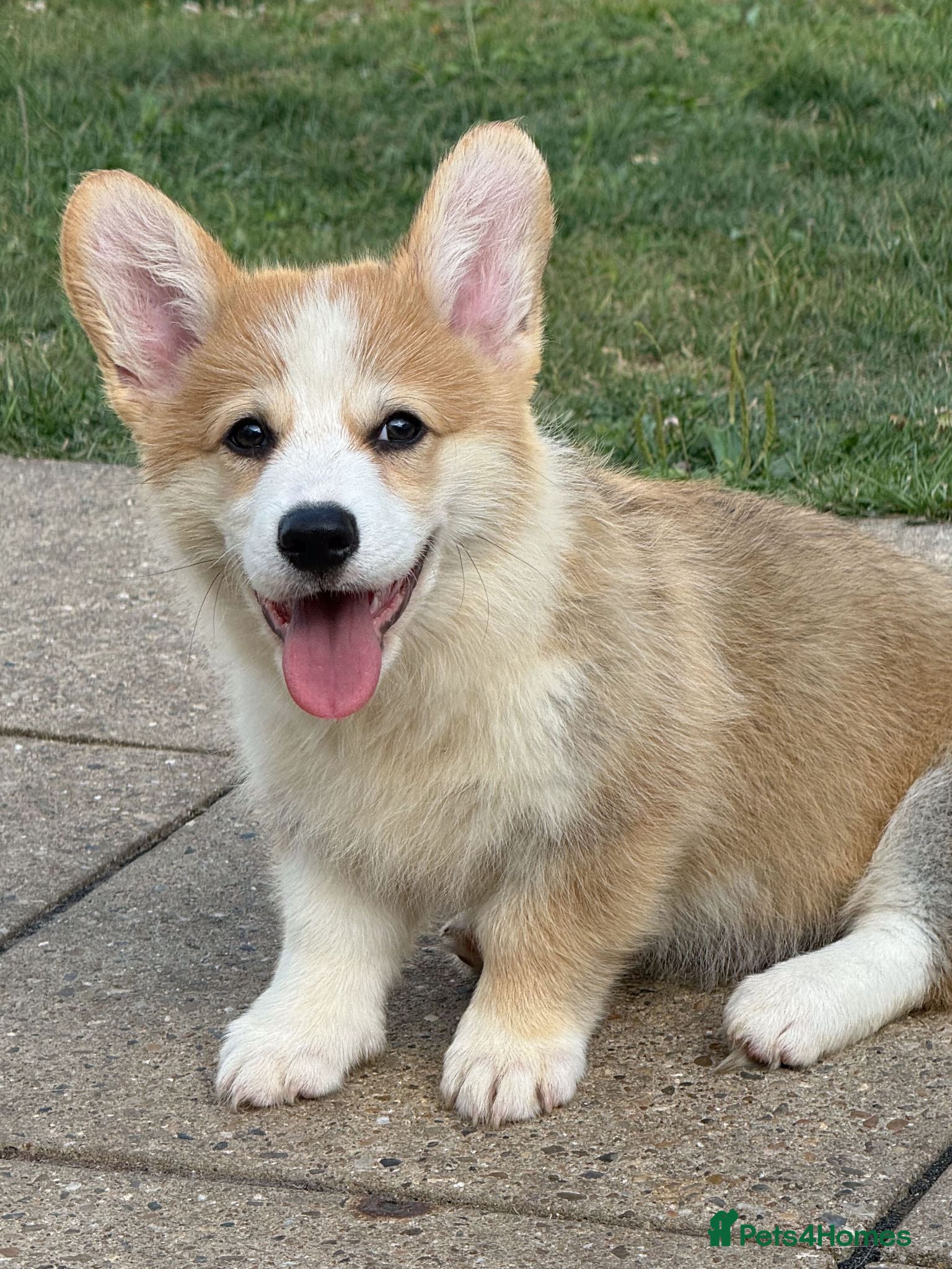 Welsh Corgi Pembroke dogs Fully Vac, KC Papers Ready, waiting to love YOU!! - Advert 2