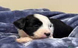 Tibetan Terrier dogs for sale: Stunning KC Reg Tibetan terrier Puppies  - Advert 5