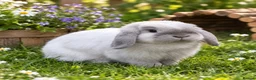 Mini Lop rabbits for sale: Mini lop cross french lop rabbit - Advert 2