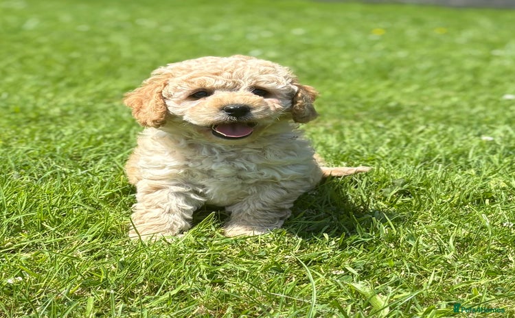 Cavapoo dogs - Advert 12