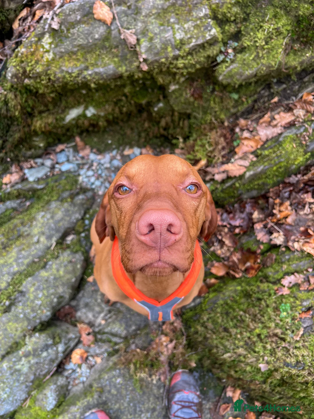 Hungarian Vizsla dogs for stud:   *Proven Stud* Son of Hungarian Grand Champion - Advert 7