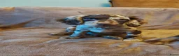 Mixed Breed dogs for sale: Sprockerpoo - Advert 1
