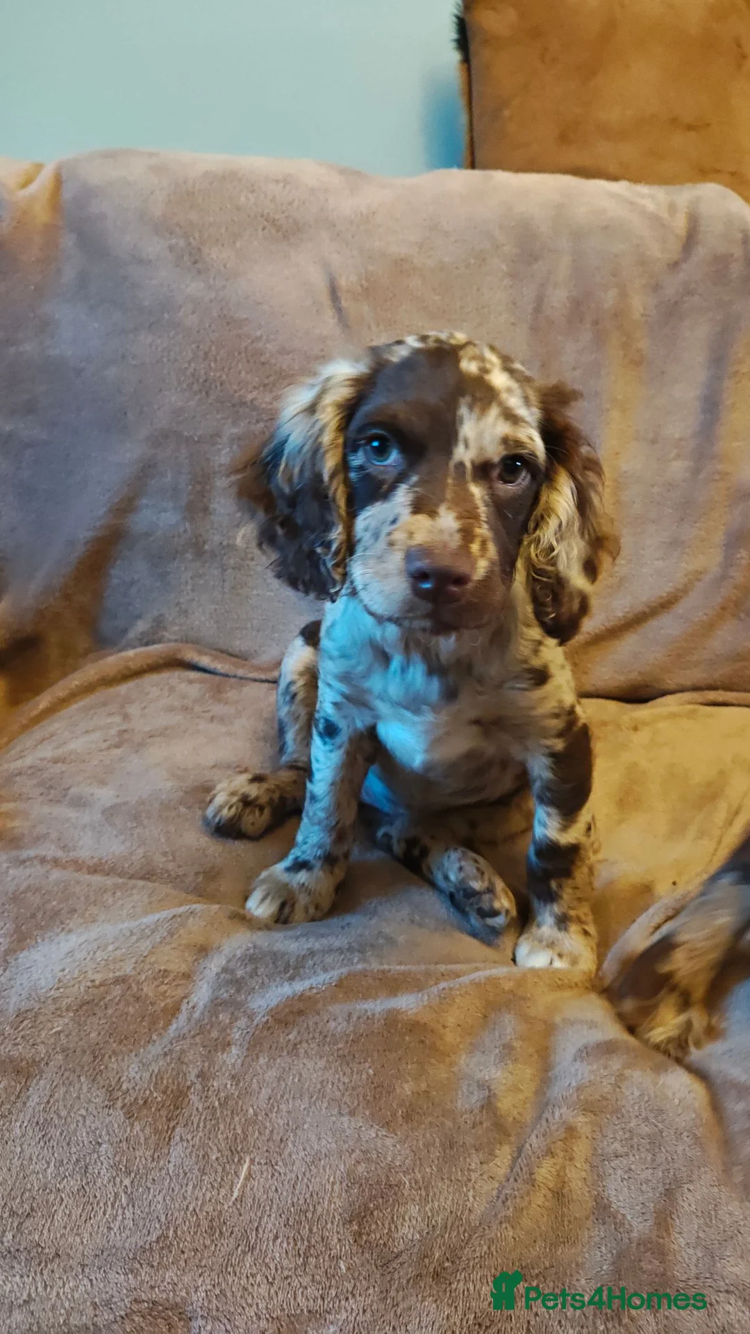 Mixed Breed dogs for sale: Sprockerpoo - Advert 1