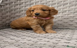 Cockapoo dogs for sale: 😍😍 F1 cockapoo puppies 😍😍 - Image 17