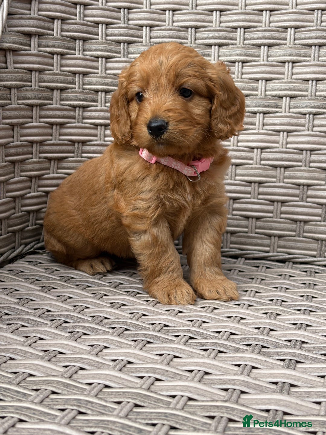 Cockapoo dogs for sale: 😍😍 F1 cockapoo puppies 😍😍 - Image 17