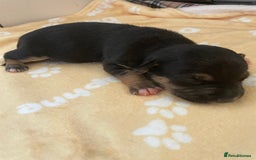 Mixed Breed dogs for sale: Jack chi puppies  - Image 14