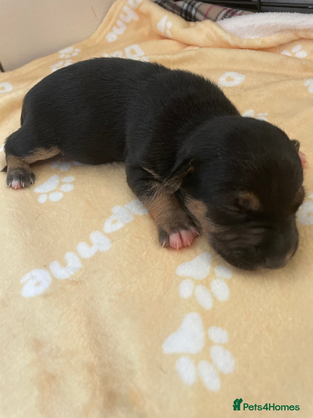 Mixed Breed dogs for sale: Jack chi puppies  - Image 14