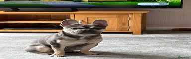 French Bulldog 1