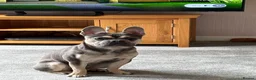 French Bulldog dogs for sale: French bulldog male  - Advert 1