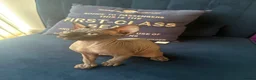 Sphynx cats for sale: Sphynx kittens in Bristol - Advert 4