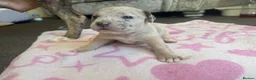 Staffordshire Bull Terrier dogs for sale: Staff puppies for sale  - Advert 25