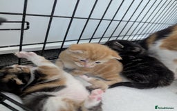 Mixed Breed cats for sale: Beautiful kittens - Image 8