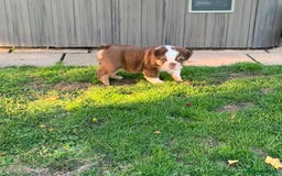 English Bulldog dogs for sale: Quality English bulldog pups fluffy LAST BOY - Image 15