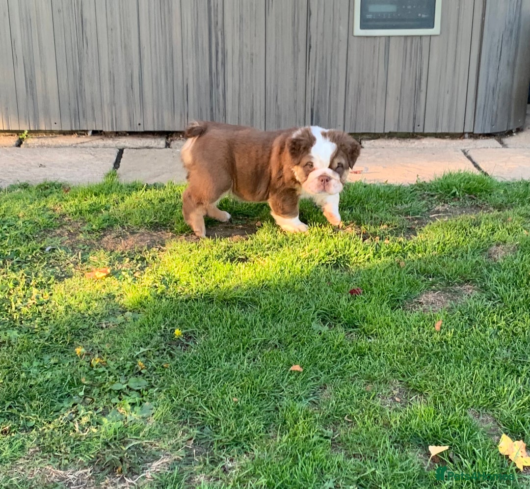 English Bulldog dogs for sale: Quality English bulldog pups fluffy LAST BOY - Image 15