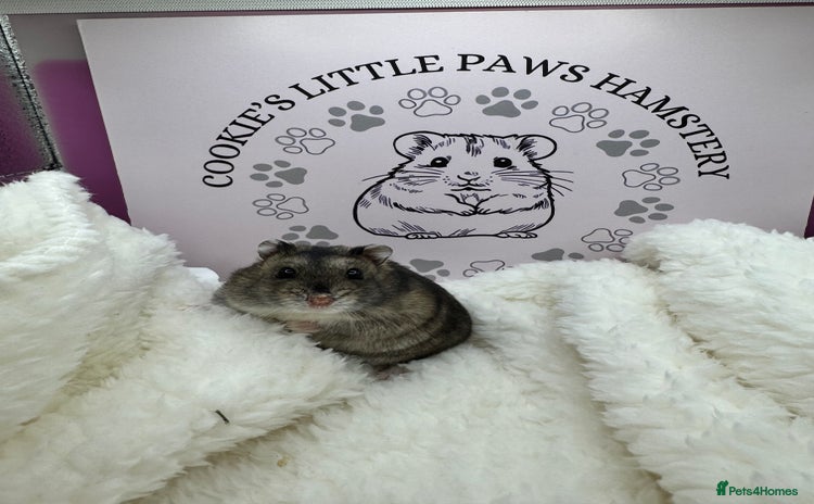 Hamster rodents - Advert 3