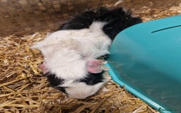 Guinea Pig rodents for sale: 2 male guinea pigs - Image 10