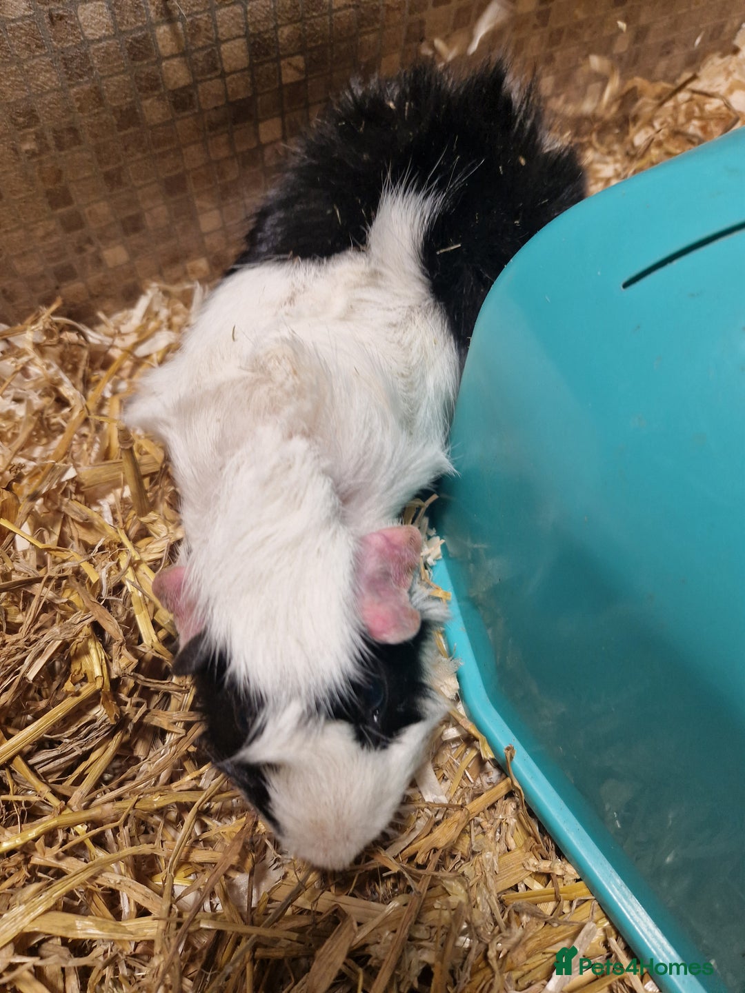 Guinea Pig rodents for sale: 2 male guinea pigs - Image 10