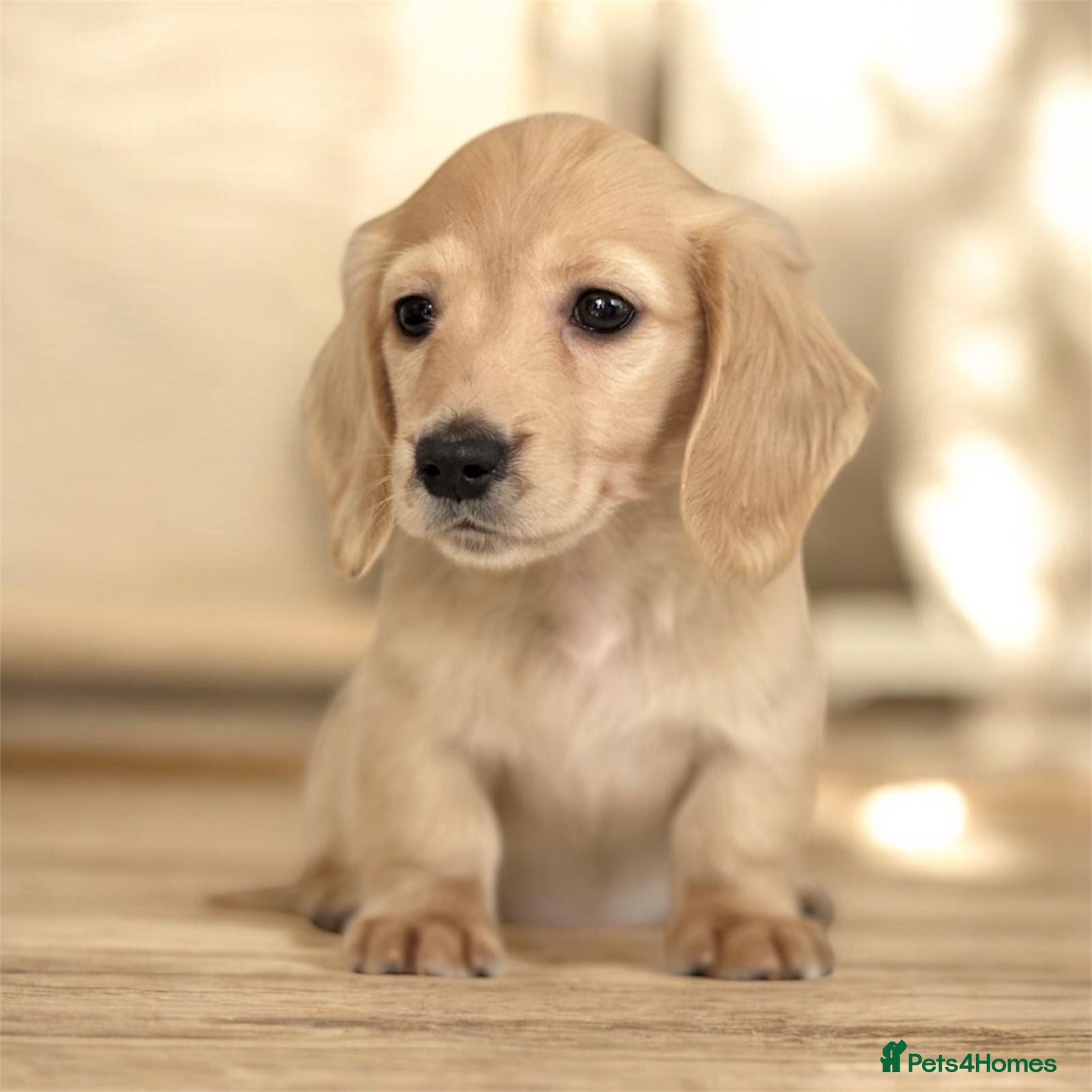 Miniature Dachshund dogs Miniature longhaired dachshund to pet home - Advert 2