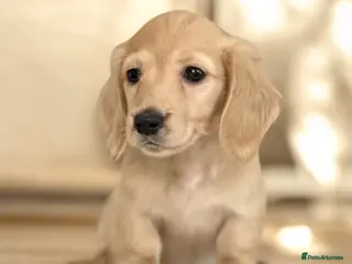 Miniature Dachshund dogs Miniature longhaired dachshund to pet home - Advert 2