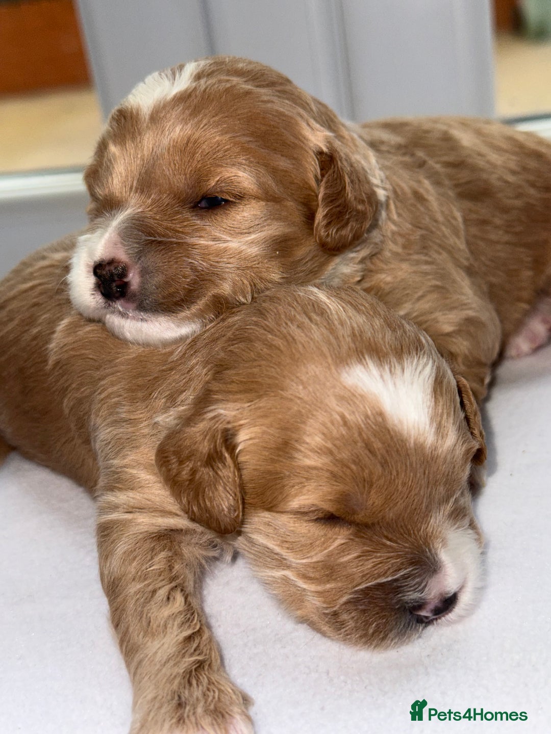 Cockapoo dogs for sale: F1B TOY COCKAPOO’S - Advert 17