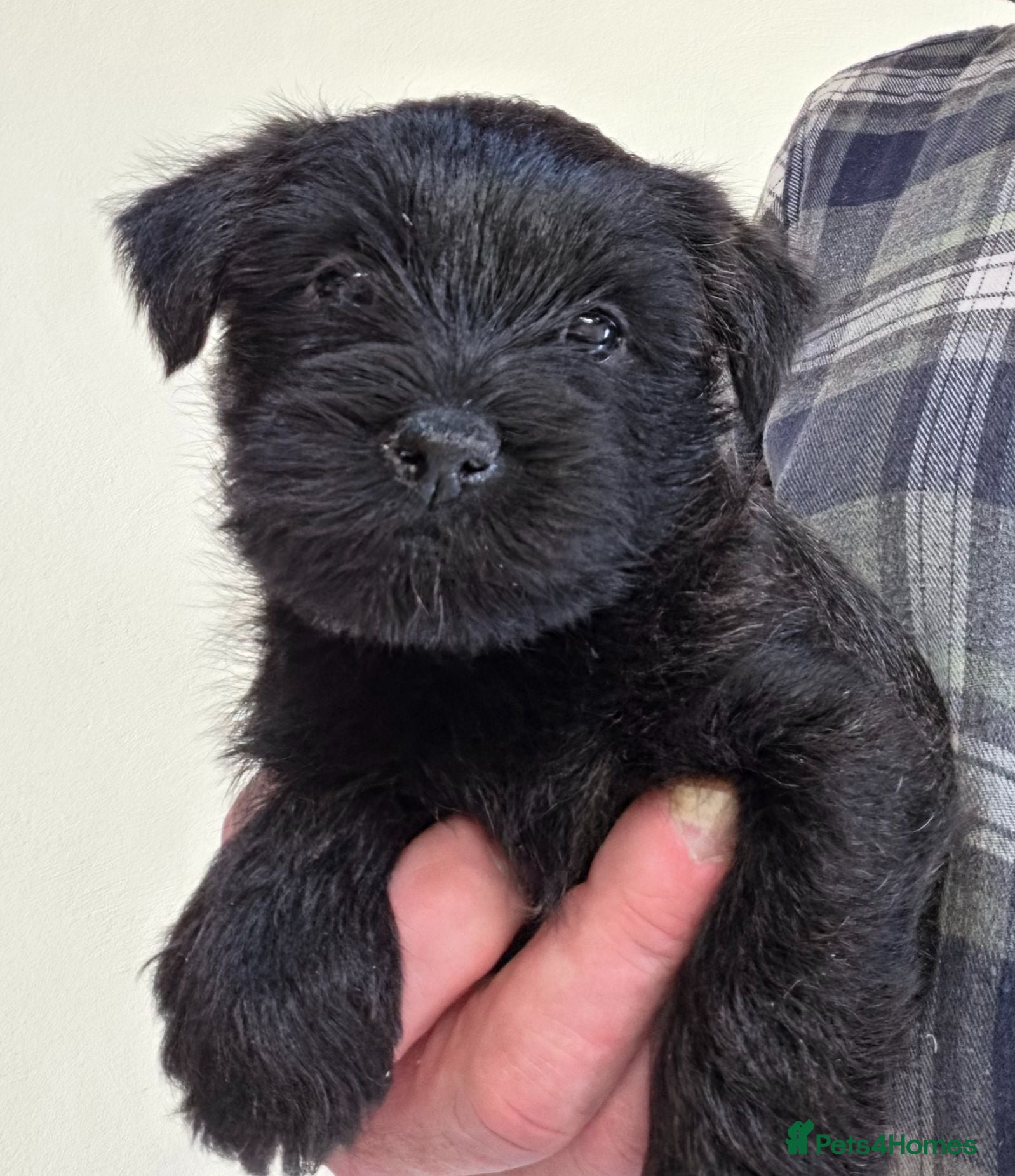 Cairn Terrier dogs Cairn Terrier Pups - Advert 1