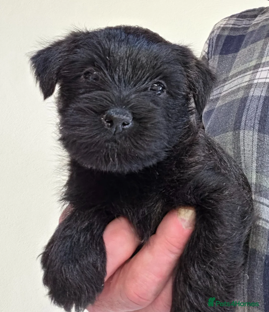 Cairn Terrier dogs for sale: Cairn Terrier Pups - Advert 1