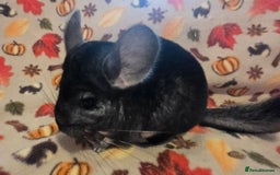 Chinchilla rodents for sale: Black pearl Carriers - Image 11