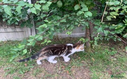 Mixed Breed cats for sale: Cute Tabby Kittens - Ready Now - Image 2