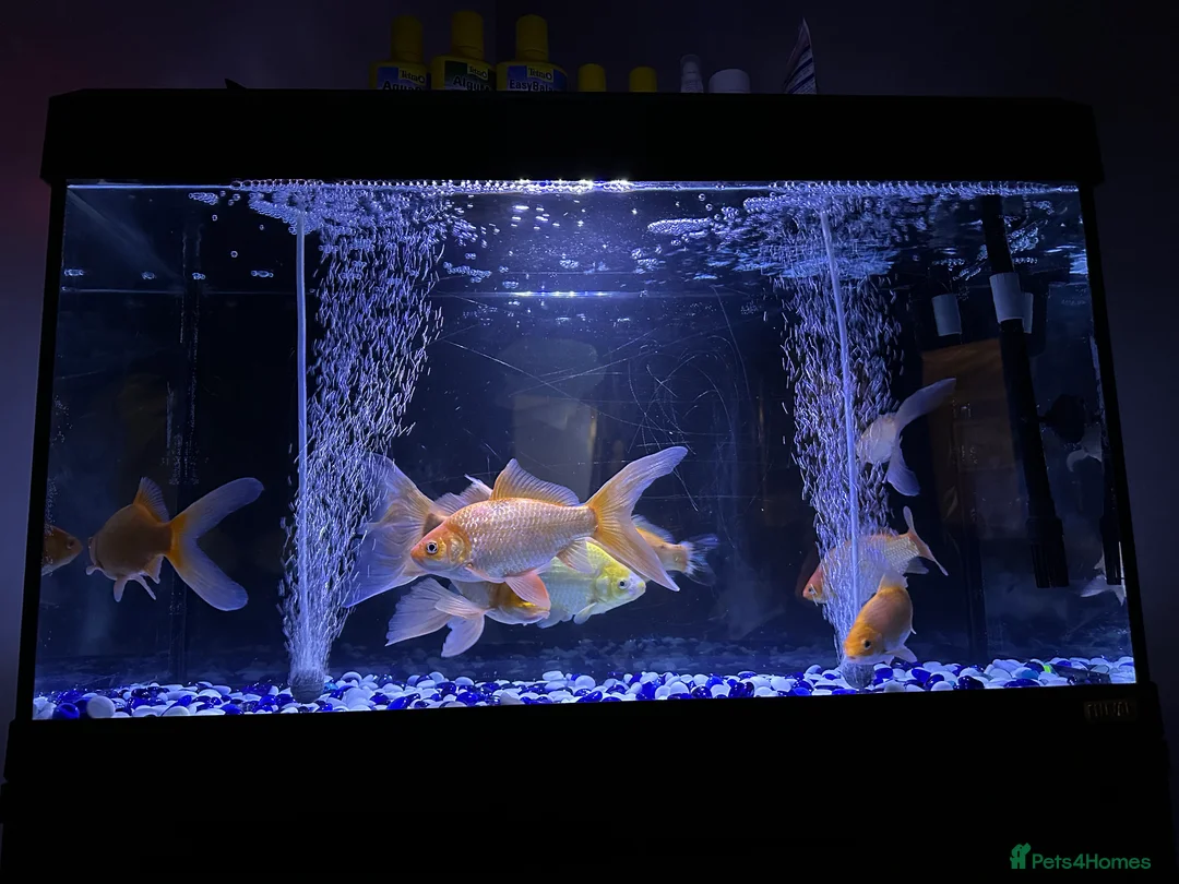 Goldfish fish for sale: Goldfish  - Advert 6