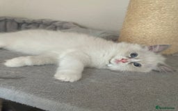 Ragdoll cats for sale: Gentle, Affectionate, Cuddly, Playful Kittens - Image 7