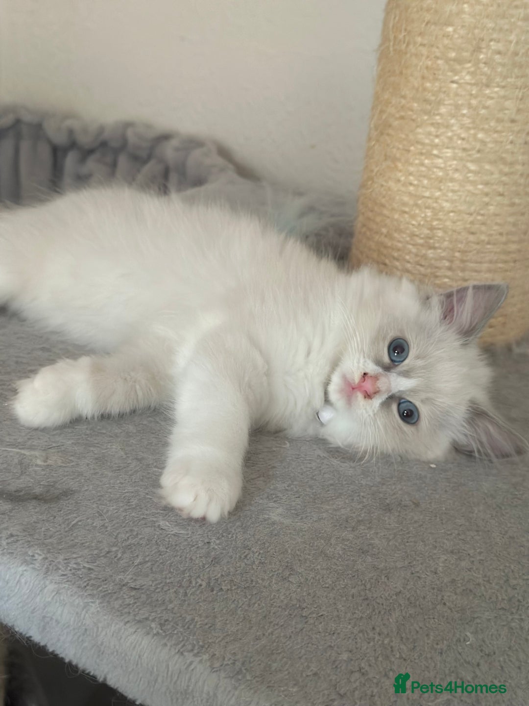 Ragdoll cats for sale: Gentle, Affectionate, Cuddly, Playful Kittens - Image 7