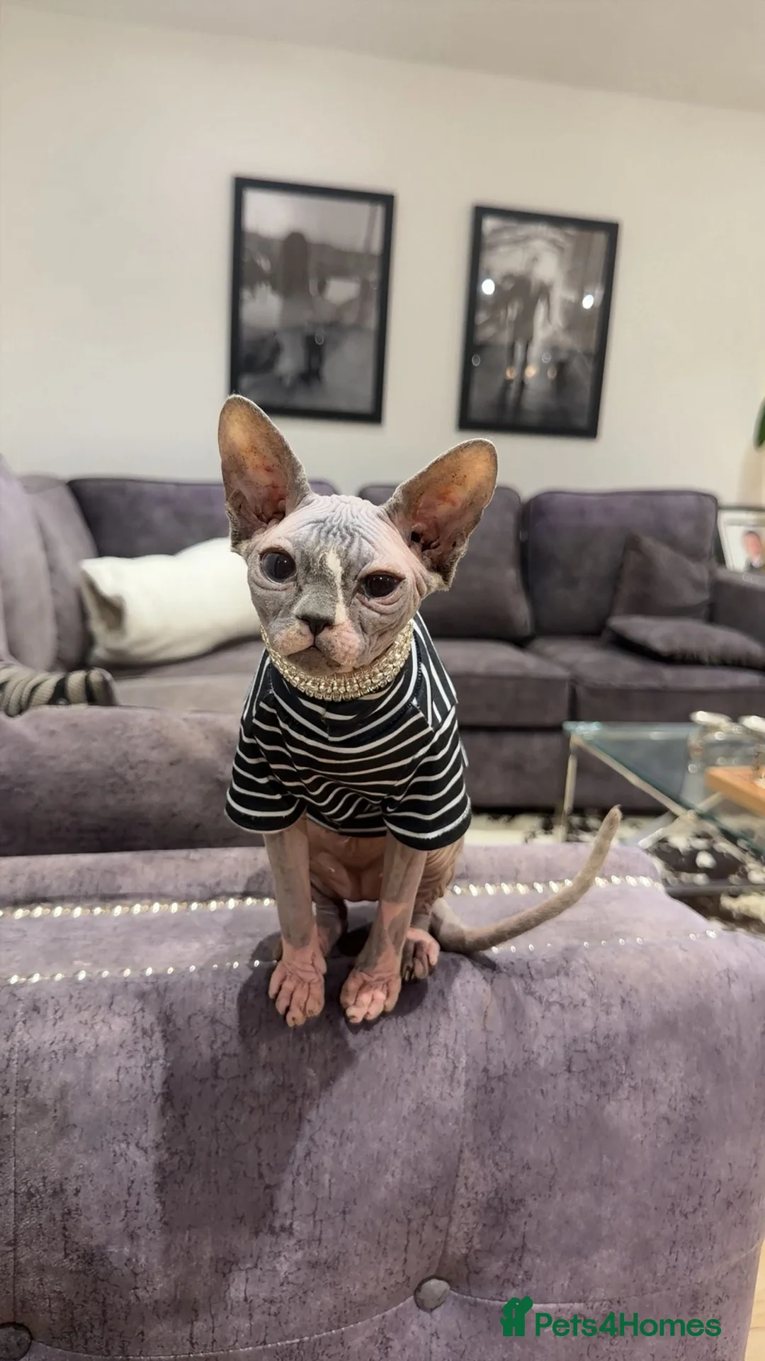 Sphynx cats for sale: Female Sphinx  - Advert 1