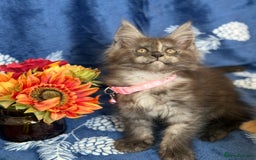 Maine Coon cats for sale: Pedigree MainCoon Kittens  - Image 15