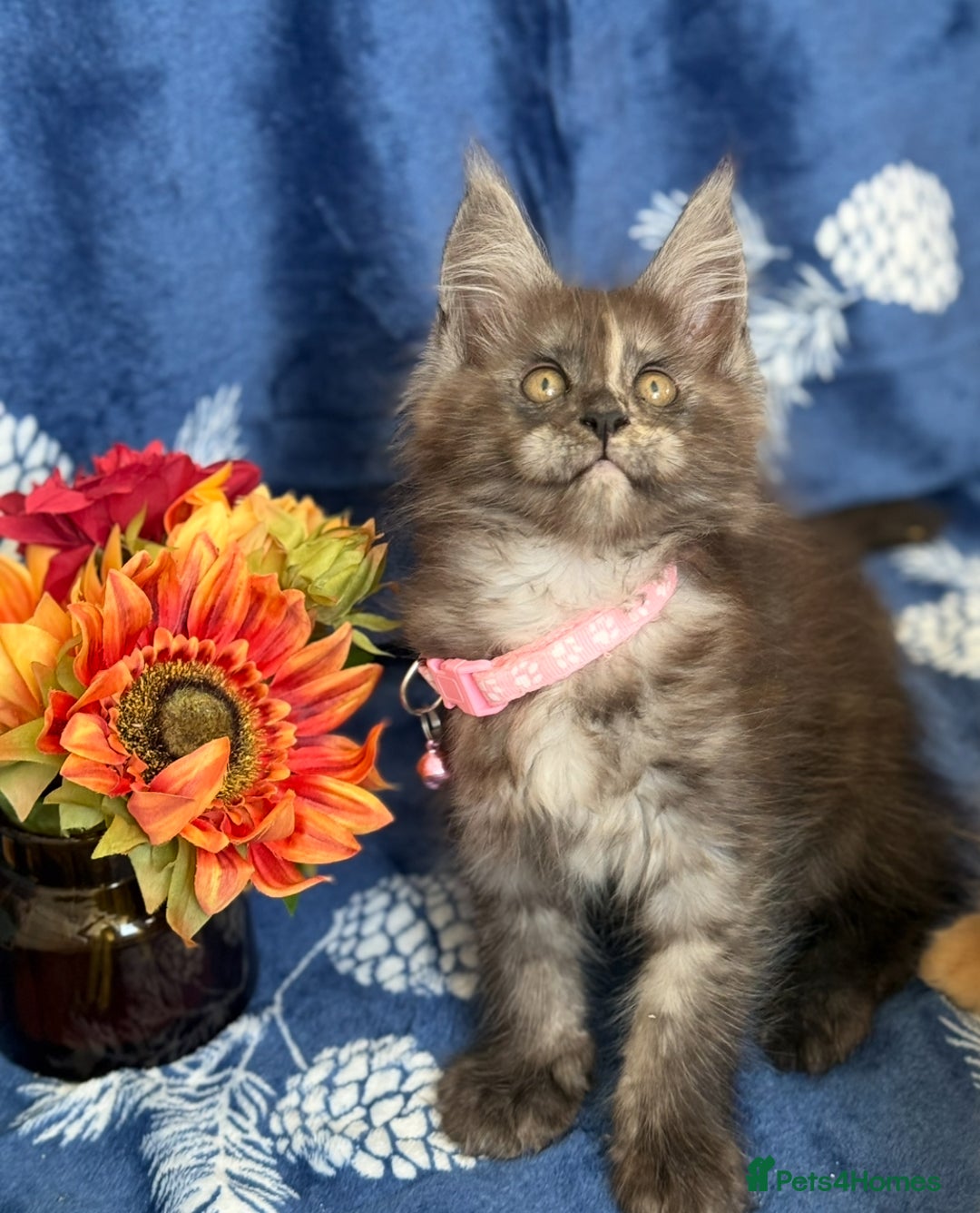 Maine Coon cats for sale: Pedigree MainCoon Kittens  - Image 15