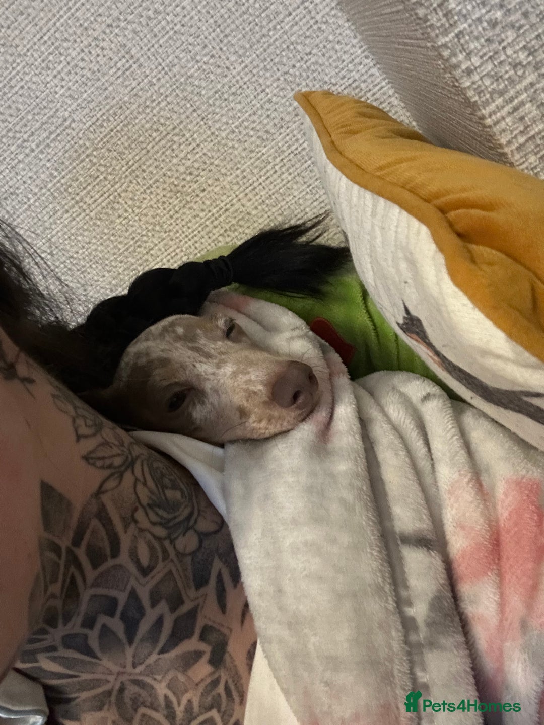 Miniature Dachshund dogs for sale: Silver dapple dachshund  - Advert 3