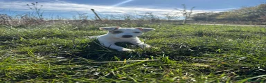 Jack Russell 2