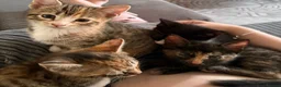 Mixed Breed cats for sale: 🐾LAST KITTEN AVAILABLE🐾 in Ashford - Advert 6