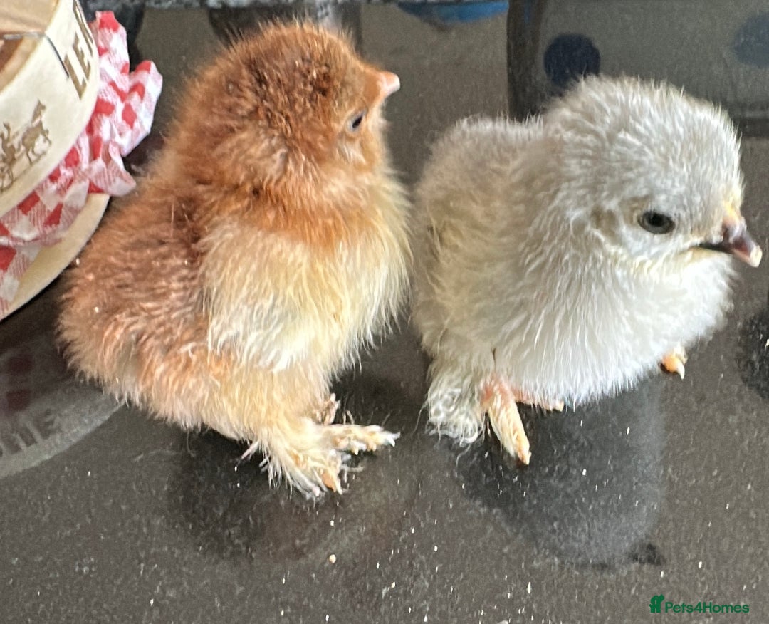 Chickens poultry for sale: Chicks,growers,point of lay all sizes in Uckfield - Image 1