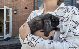 Mini Lop rabbits for sale: Mini lop  - Image 2