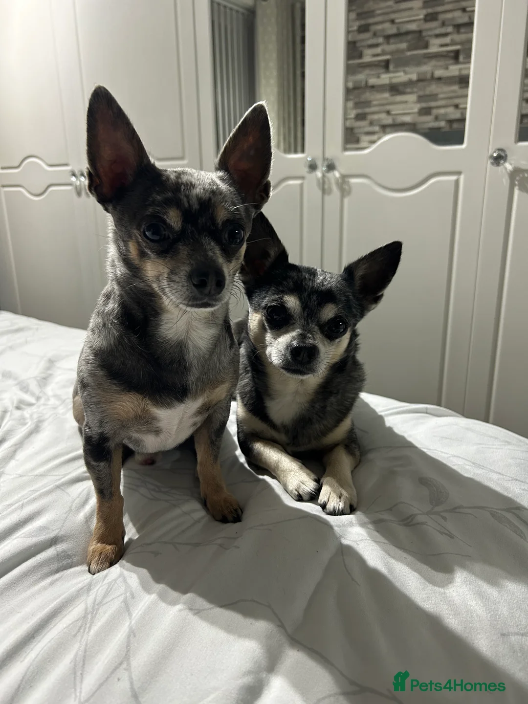 Chihuahua dogs for stud: Stud chihuhua to choose - Advert 1