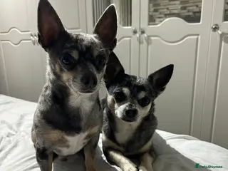 Chihuahua dogs Stud chihuhua to choose - Advert 1