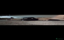 Mixed Breed cats for sale: Kittens - Image 1